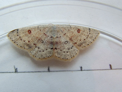 Birch Mocha